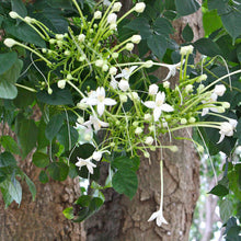 Millingtonia hortensis / Indian Cork Tree - Avenue trees