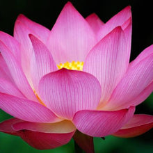 Pink Lotus - Aquatic Plants