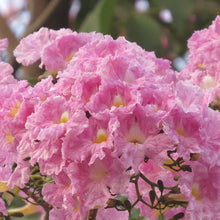 Tabubea Rosea Or Pink Trumpet - Big Size Plants