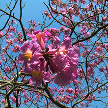 Tabebuia rosea - Avenue Trees