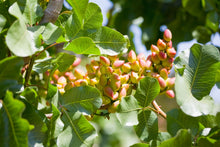 Pistachio (Grafted) -Fruit Plants & Tree