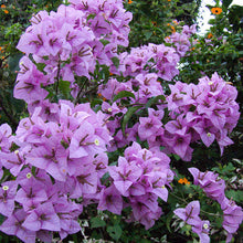 Bougainvillea H. C. Buck - Creepers & Climbers - Exotic Flora