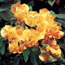 Bougainvillea light orange Flowering shrubs - Exotic Flora