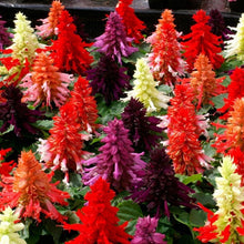 Salvia splendens- Flower Seeds