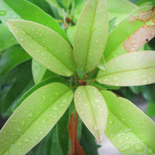 Sapota Cricket Ball (Grafted) - Big Size Plants