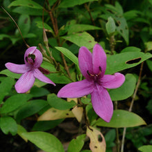 Emarald Purple - Flowering Plants - Exotic Flora