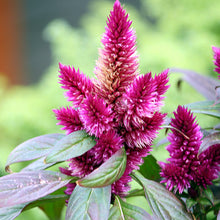 Celosia Argentea Pink - SEASONALS - Exotic Flora