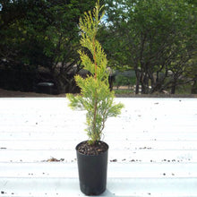 Pencil Pine - Big Size Plants