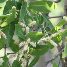 Terminalia Arjuna / White Murdah / Arjun - Avenue Trees