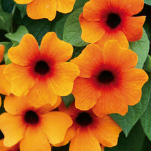 Thunbergia Alata-Flower Seeds