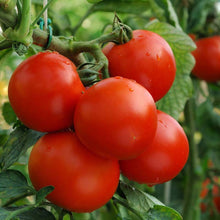Tomato-Vegetable Seeds