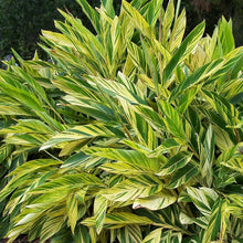 Alpinia Zurumbet - Ornamental Shrubs - Exotic Flora