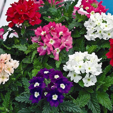 Verbena-Flower Seeds