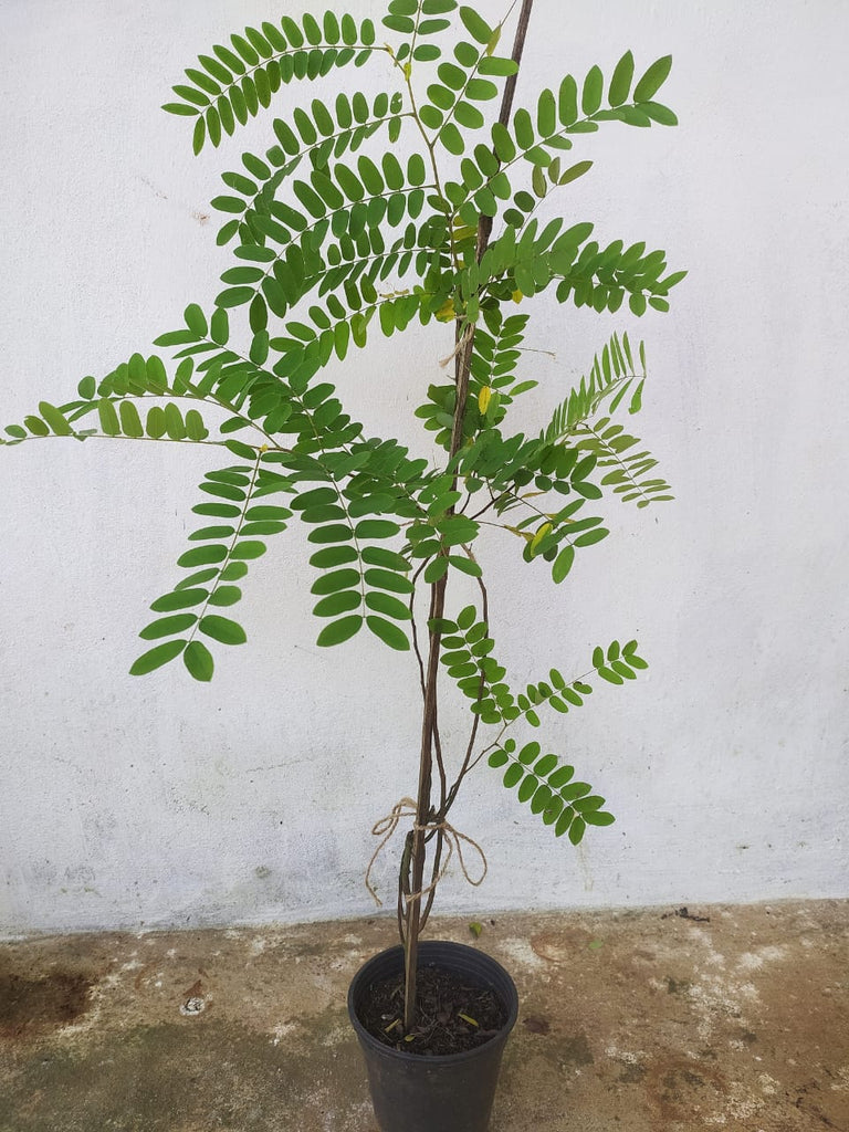 Cassia Javanica / Pink Shower Tree