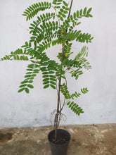 Cassia Javanica / Pink Shower Tree - Avenue Trees