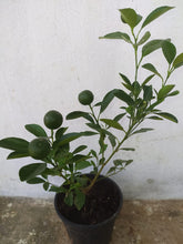Table Lemon - Fruit Plants & Tree