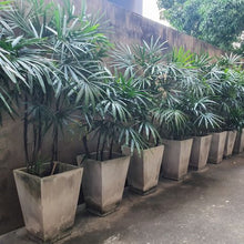Rhapis/Lady Palm - Palms