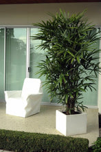 Rhapis/Lady Palm - Palms