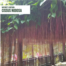Cissus nodosa/Princess vine - Creepers & Climbers