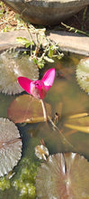 Water lily Dark Pink - Aquatic Plants