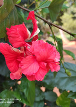 Hibiscus Double Decker - Flowering Plants