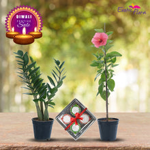 Diwali Plant Gifts - ZZ Plant & Hibiscus Pink With Clay Diyas