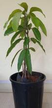 Golden Nam Dok Mai Mango (Grafted) Semi Dwarf - Fruit Plants