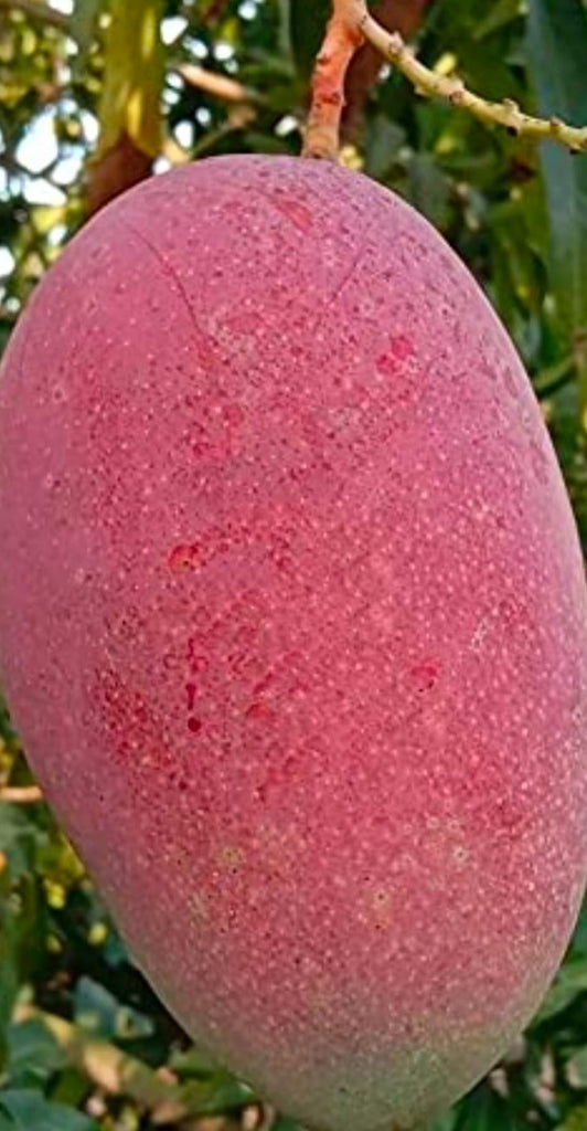 Red emperor Mango Fruits Plants & Tree Exotic Flora
