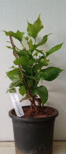 Parijatham mini/Coral jasmine (Dwarf) - Top Perfuming Plants