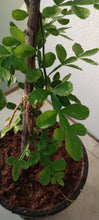 Maha/Akanda Bilva - Outdoor plant