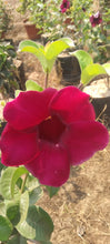 Allamanda Dark Pink -Flowering Shrubs
