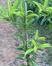 California Sapota/Chikoo-Fruit Plant & Tree.