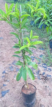 California Sapota/Chikoo-Fruit Plant & Tree.