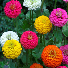 Zinnia -Flower Seeds
