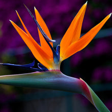Bird Of Paradise - Flowering Shrubs - Exotic Flora