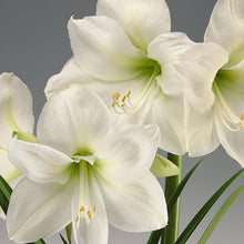 Amaryllis Lily, White - Flowering Plants - Exotic Flora