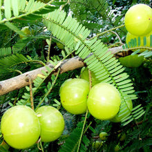 Amla Banaras(Grafted)- Fruit Plants & Tree - Exotic Flora