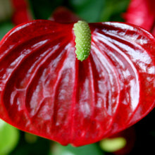 Anthurium Andreanum Red - Gift Plants - Exotic Flora
