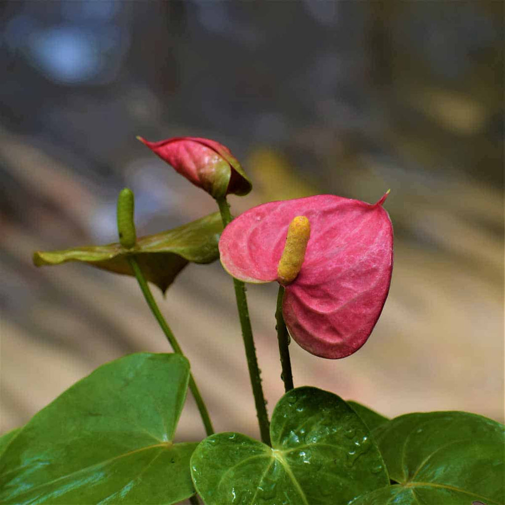 Anthurium andreanum Baby Pink - Gift Plants– Exotic Flora