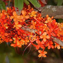 Asoka - Avenue Trees - Exotic Flora