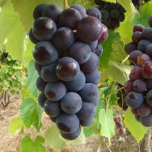 Black Grapes (Hybrid) - Fruit Plants & Tree - Exotic Flora