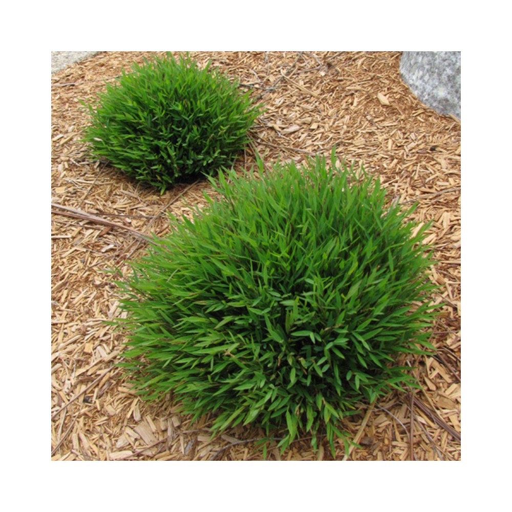 Bamboo grass Green - Ornamental Plants – Exotic Flora