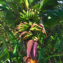 Banana Amruthapali - Fruit Plants & Tree - Exotic Flora