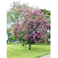 Bauhinia purpurea (Hybrid Pink) - Avenue Trees
