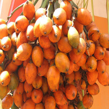 Betel Nut Palm Or Areca Nut Palm - Fruit Plants & Tree - Exotic Flora