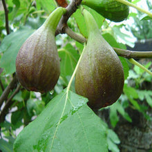 Big leaf Anjura - Fruit Plants & Tree