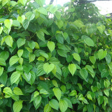 Maghai Paan/Betel Leaf - Medicinal & Aromatic Plants