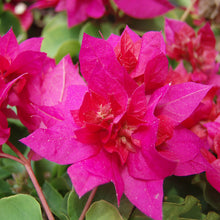 Bougainvillea Dark Pink Double - Creepers & Climbers - Exotic Flora