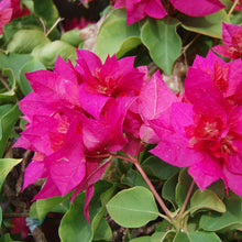 Bougainvillea Dark Pink Double - Creepers & Climbers - Exotic Flora
