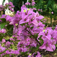 Bougainvillea Glabra- Flowering shurbs - Exotic Flora
